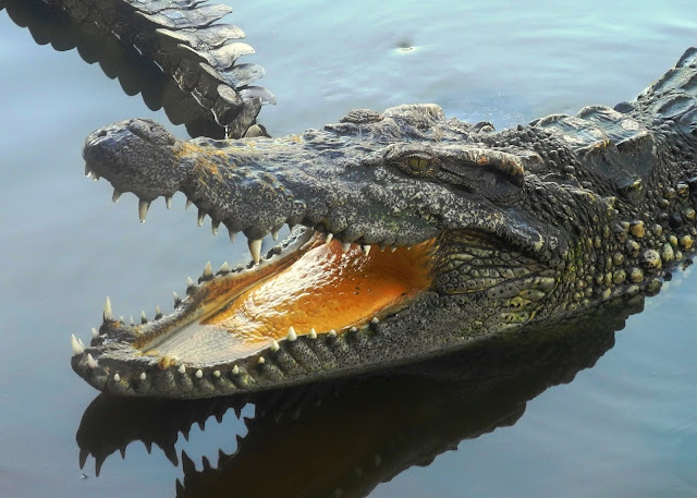 Крокодил зубастый: Настольная игра Bondibon «Зубастый крокодил» со ...