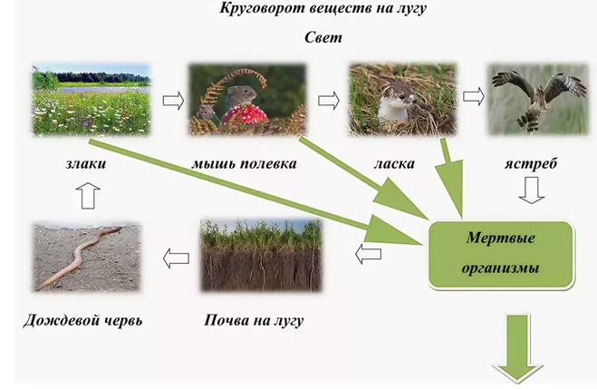 Цепь питания характерно для леса