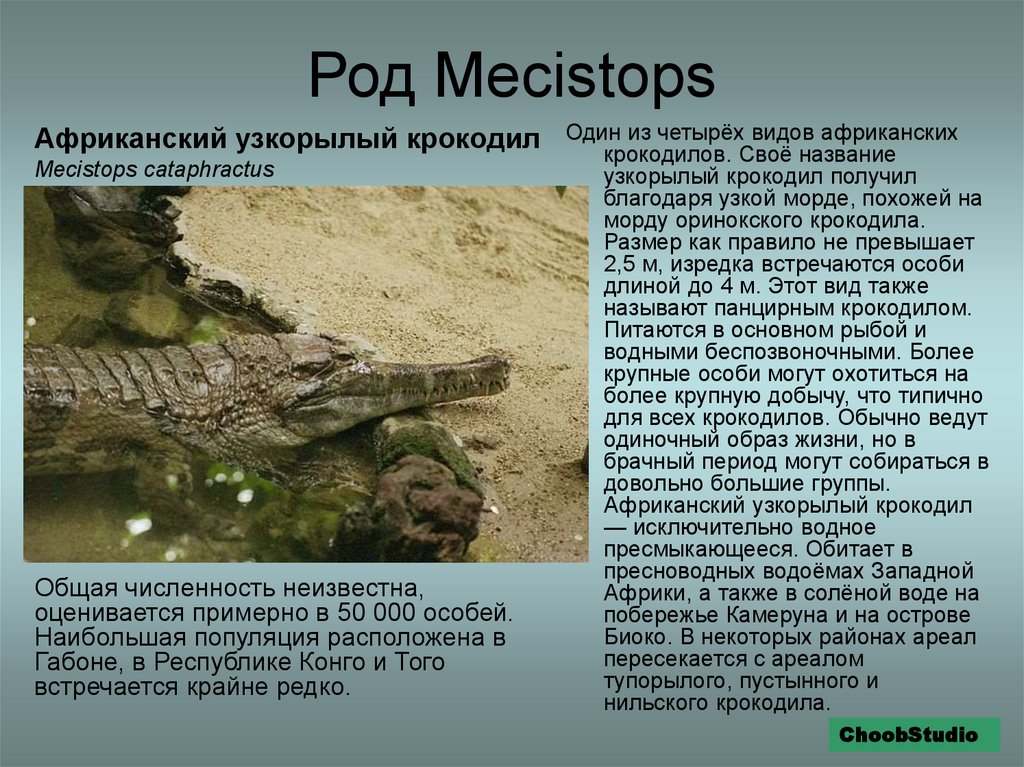 Как пишется крокодил. Рассказ про крокодилов. Доклад про крокодила. Характеристика отряда крокодилов. Описание крокодила.