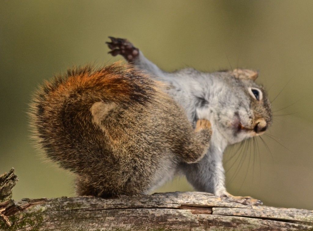 Сумасшедшую белку. Безумная белка. Белка йога. Коала и белка. Crazy Squirrel.