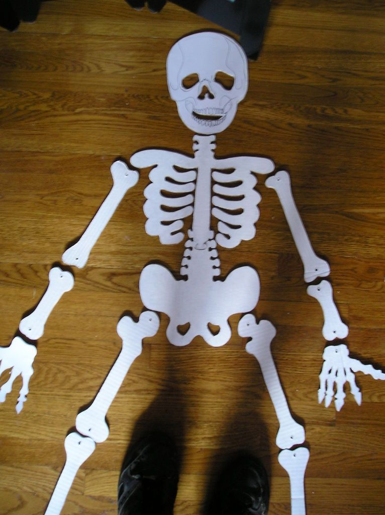 Что можно сделать из костей. Бумажный скелет. Макет скелета из бумаги. Поделка скелет. Картонный скелет.