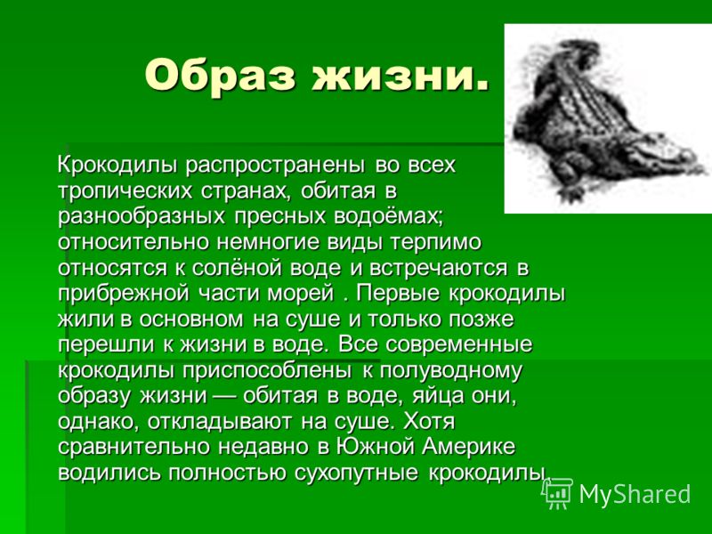 Как пишется крокодил. Доклад про крокодила. Крокодилы презентация. Презентация про крокодилов. Презентация крокодилы 3 класс.