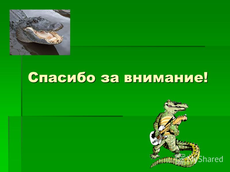 Как пишется крокодил. Пресмыкающиеся спасибо за внимание. Спасибо за внимание крокодил. Спасибо за внимание рептилии. Спасибо за внимание с ящерицей.