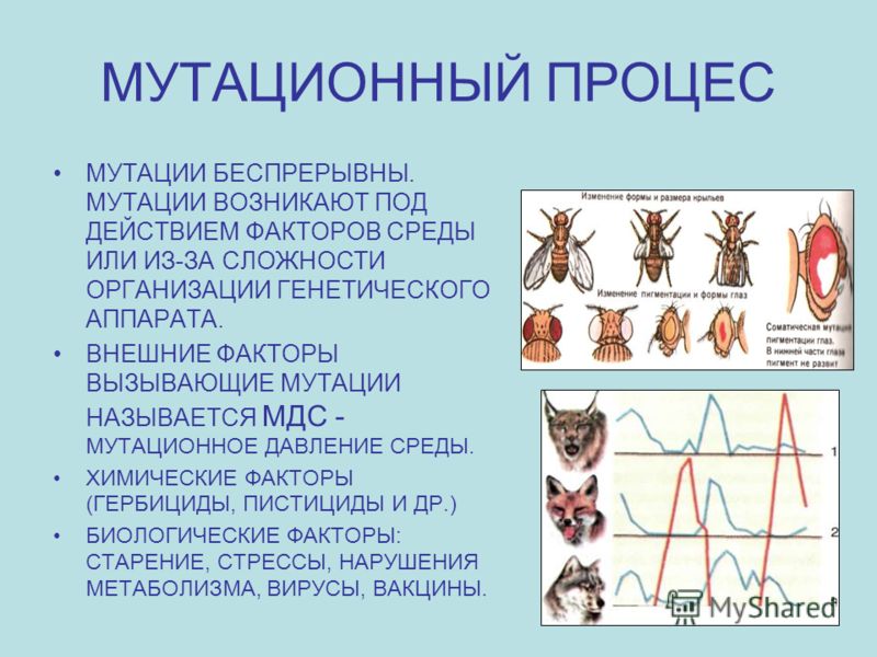 Мутационный процесс