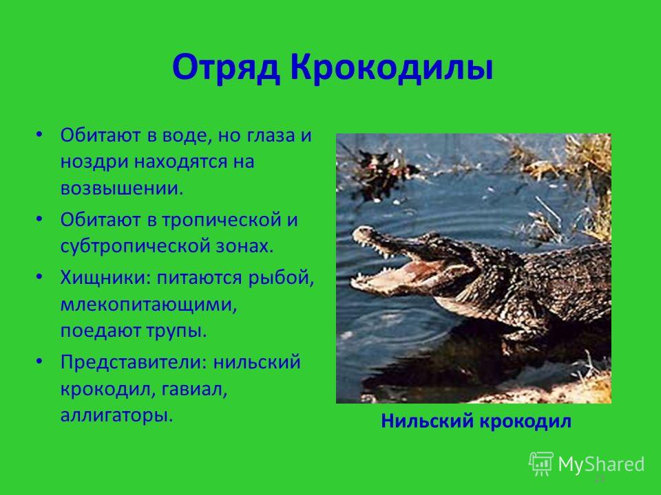 Как пишется крокодил. Пресмыкающиеся отряд крокодилы. Отряд крокодилы общая характеристика. Класс пресмыкающиеся отряд крокодилы. Признаки отряда крокодилы.