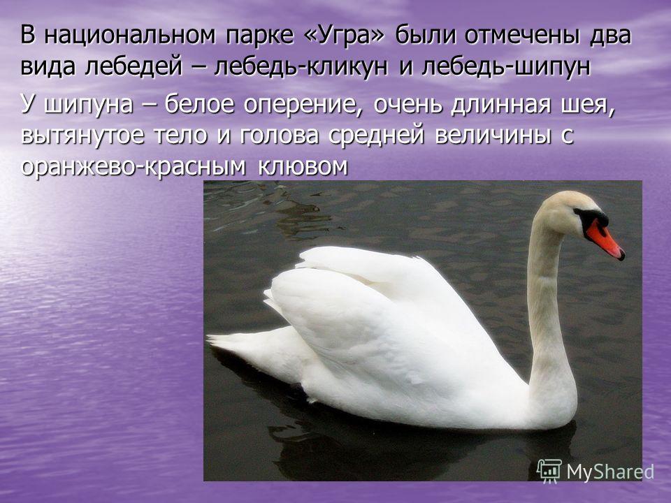 Скажите лебеди текст. Лебедь кликун красная книга Свердловской области. Лебедь шипун и кликун.