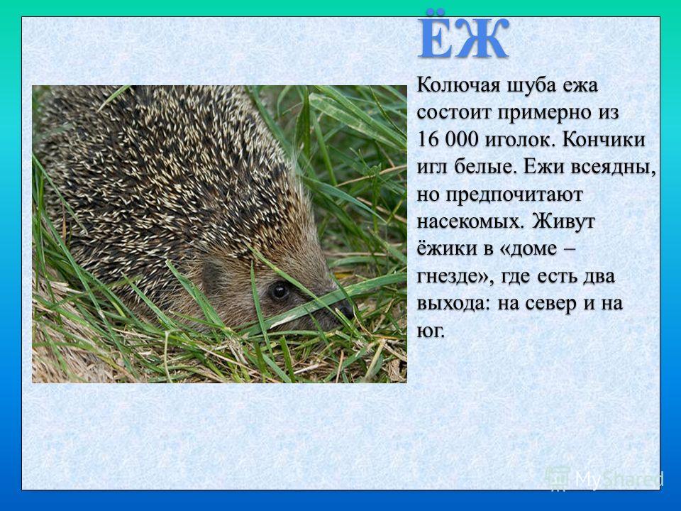 Он написал еж