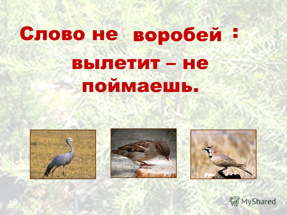 Состав слова воробьев. Слово не Воробей. Слово не Воробей а Воробей не слово. Слово не Воробей выпустишь не поймаешь. Слово не Воробей фразеологизм.