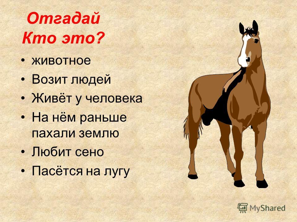 Сможешь угадать. Отгадать животное по описанию. Сможешь отгадать. Угадай кто животные. Угадать. Животное по тексту.