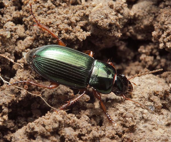 Жук похожие. Harpalus affinis Жук. Бегун золотистый жужелица. Жук бегун золотистый. Жуки Амурской области.