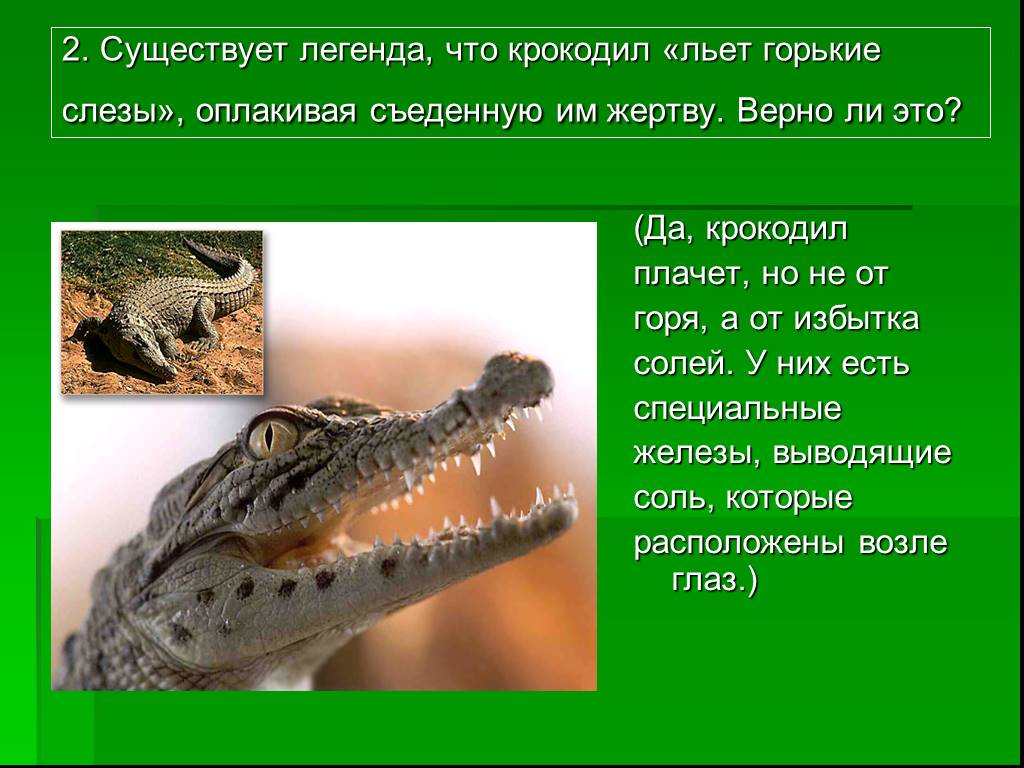 Существует легенда. Миф о крокодиле. Небольшой рассказ о крокодиле. Легенда про крокодила для детей. Легенды про крокодилов.