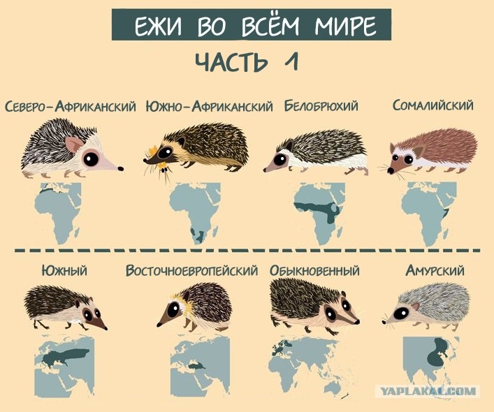 Программа ежик. Виды ежей. Строение ежика. Породы ежей с фотографиями.