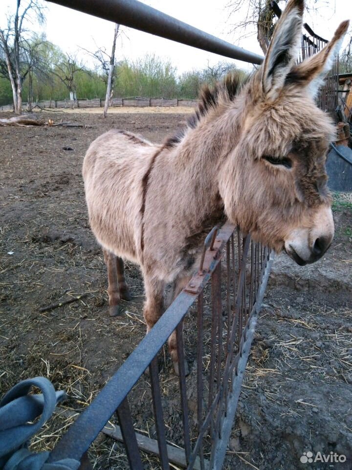 Купить Осла Живого Цена В Ростовской Области