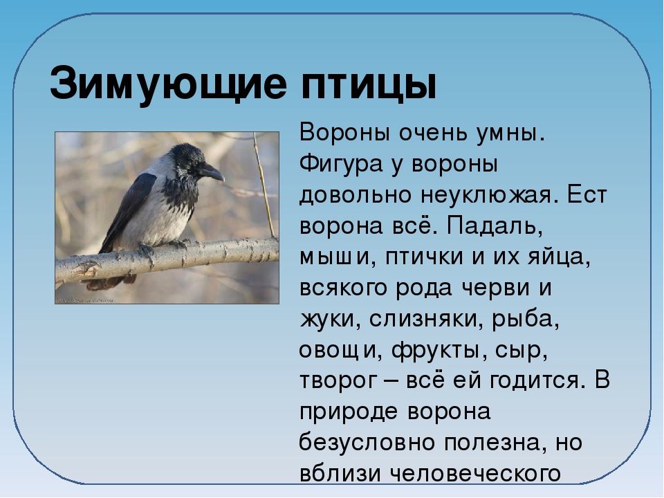 Краткое содержание ворона. Презентация зимующие птицы. Рассказ о вороне. Описание вороны. Ворона для презентации.