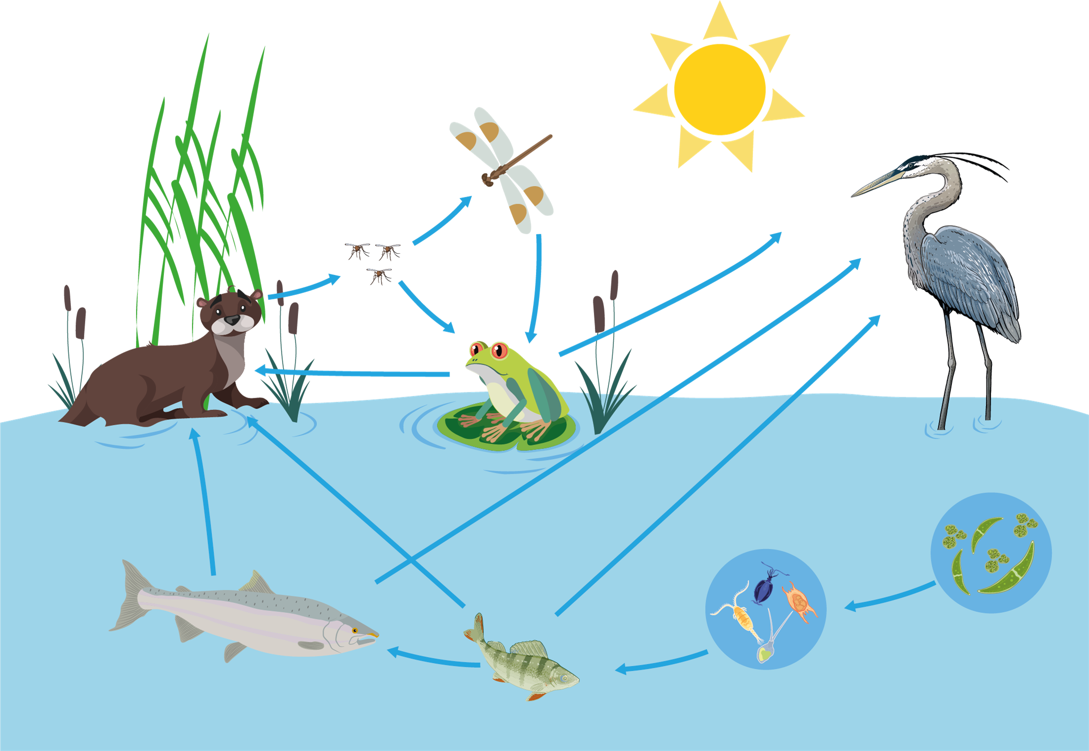 Трофические цепи фитопланктон