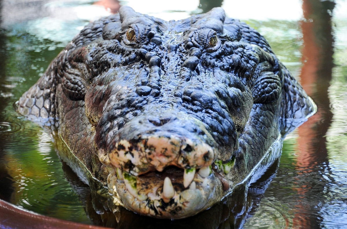 Cassius the 110 year old crocodile celebrates his birthday with a special meat cake. See SWNS story SWCROC: The largest crocodile in captivity has celebrated turning 110 by being given a special birthday cake made out of MEAT. Cassius the saltwater croc i