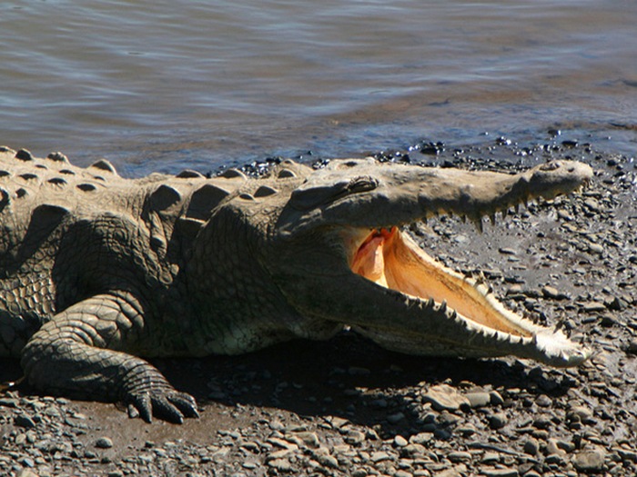 Крокодил Данди