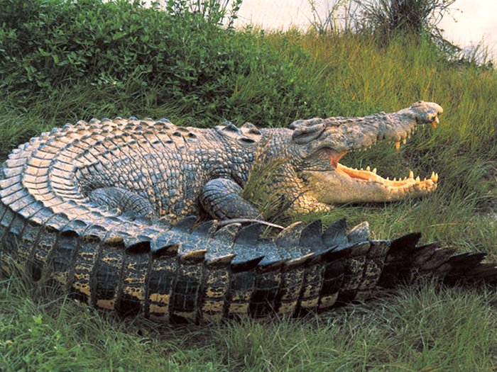 Крокодил Данди