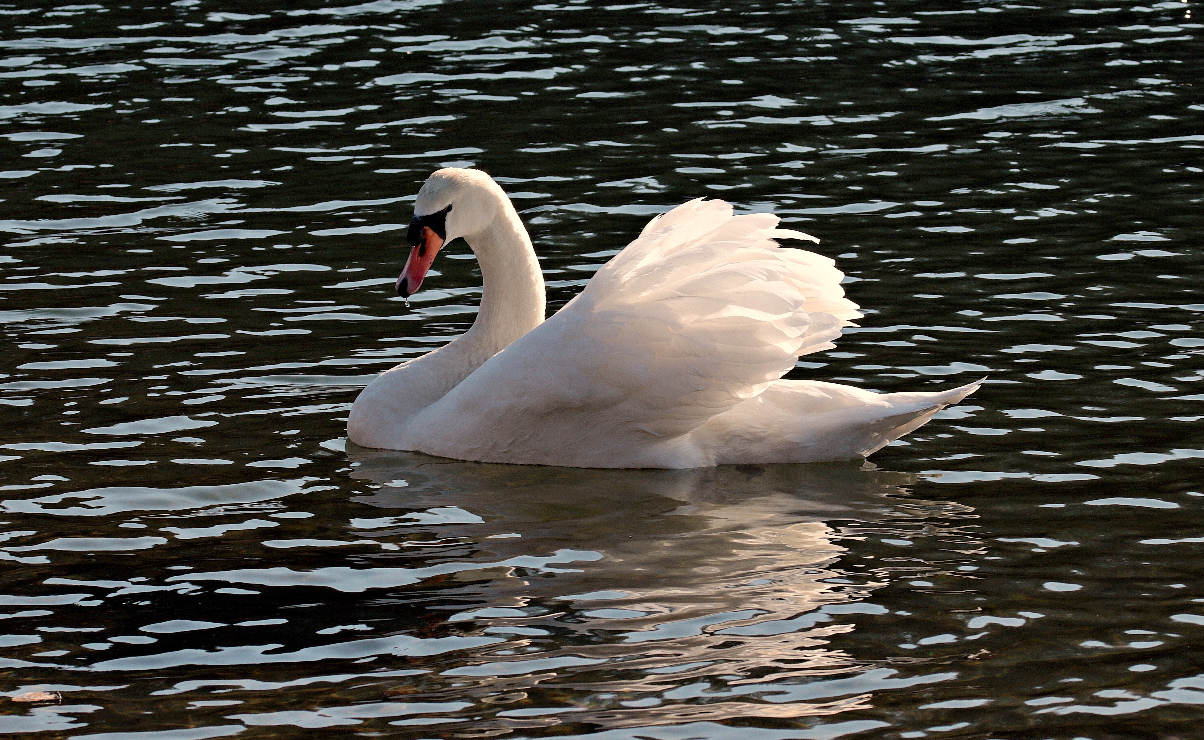 К чему снятся лебеди на воде. Лебедь шипун Торопец. Белый лебедь. Лебеди на озере. Лебедь на воде.