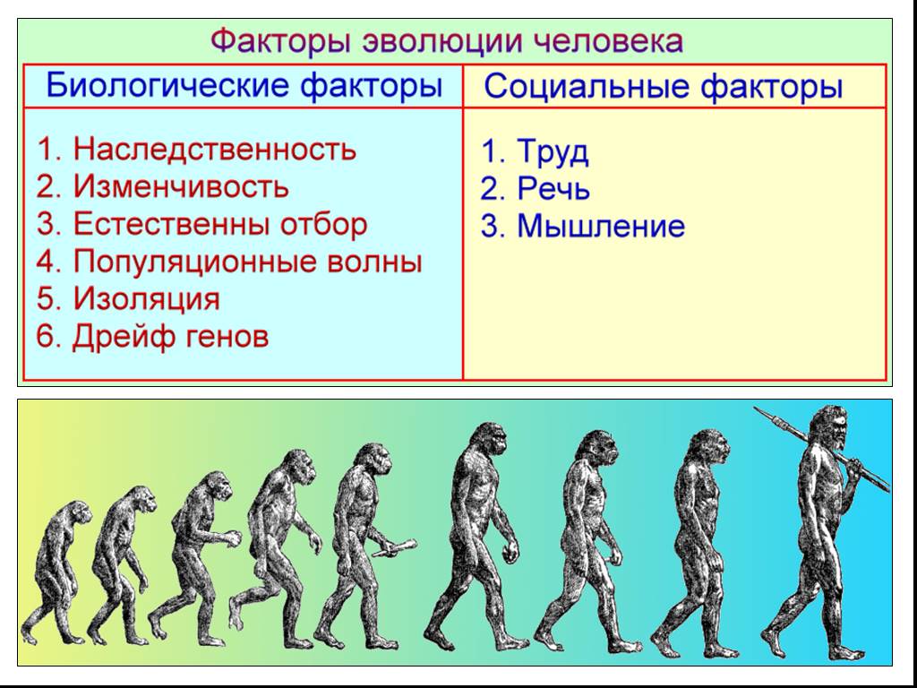 Эволюционные изменения происходят на. Антропогенез этапы эволюции человека. Ступени развития человека Антропогенез. Эволюция происхлждения человек. Стадии развития человека.