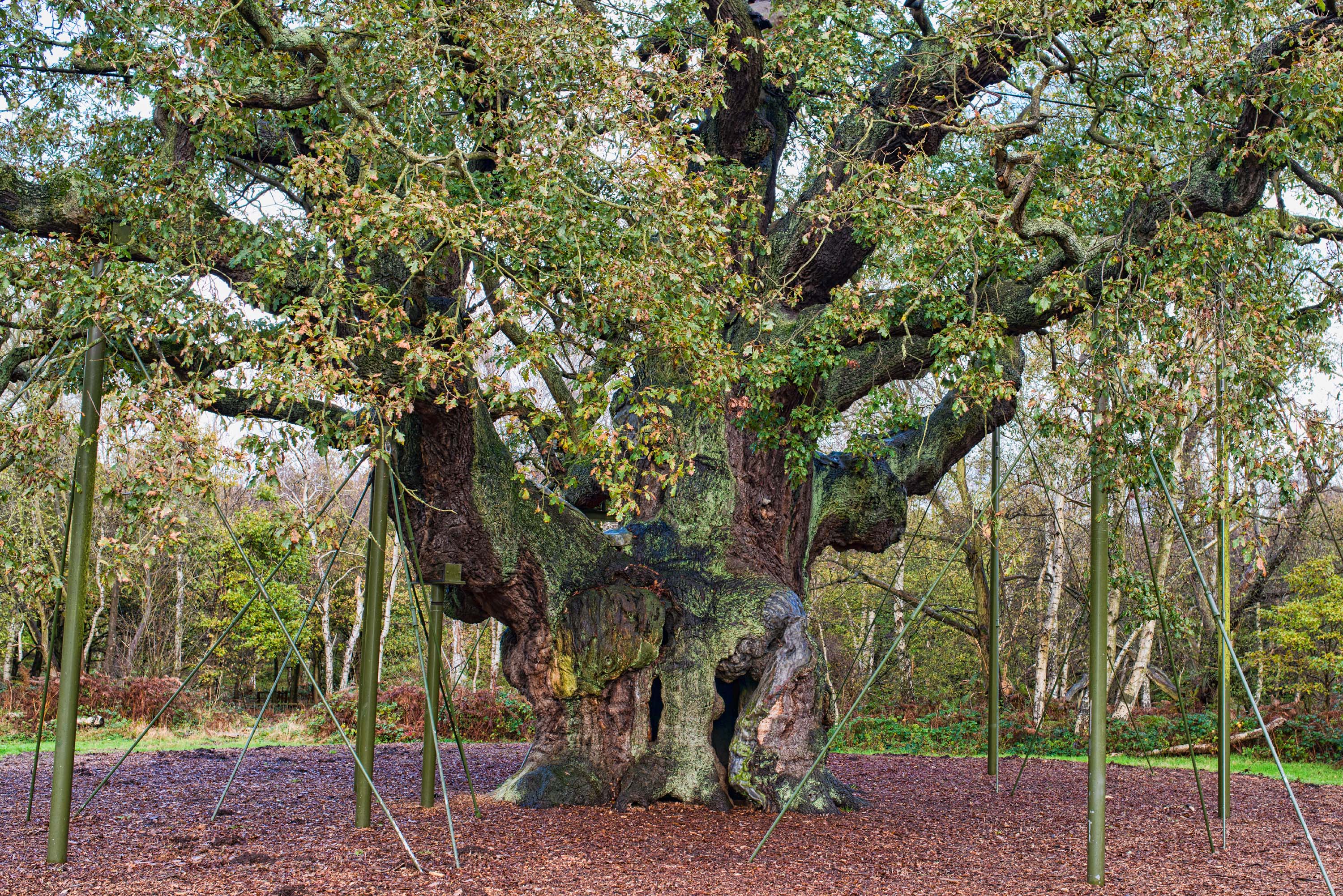 Дерево гуд. Дуб Робин Гуда в Шервудском лесу. Шервудский лес в Англии. Ноттингем Шервудский лес.