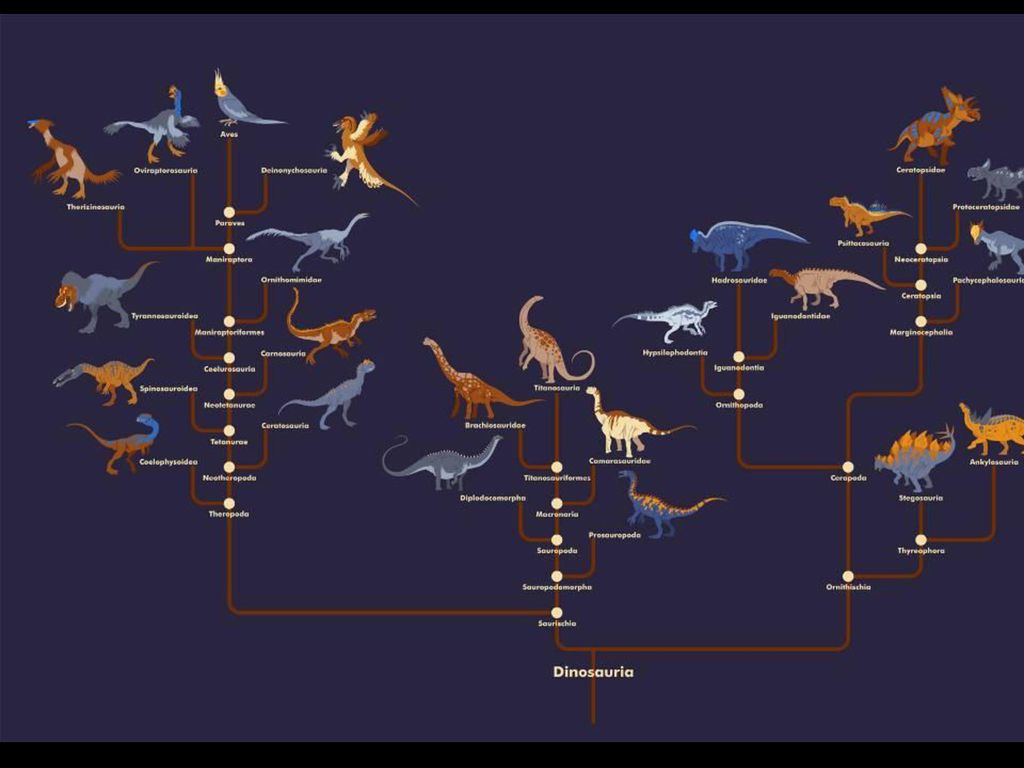 Эволюционные изменения птиц. Филогенетическое Древо динозавров. Кладограмма динозавров. Эволюционное Древо архозавров. Древо динозавров.