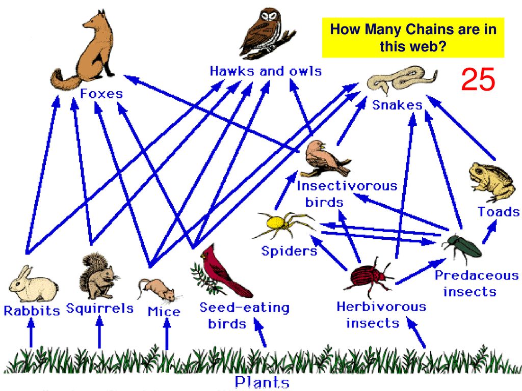 Как связаны между собой живые организмы. Пищевые цепи и сети. Пищевая трофическая цепь. Цепь питания живых организмов. Пищевая цепочка биология.